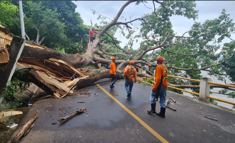 Árbol caído cierra el paso de calle Los Tubos en La Unión, Obras Públicas ya trabaja en el lugar