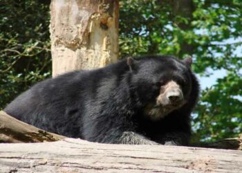 (VIDEO) Un oso interrumpe la pedida de mano de una pareja en un parque ecológico mexicano