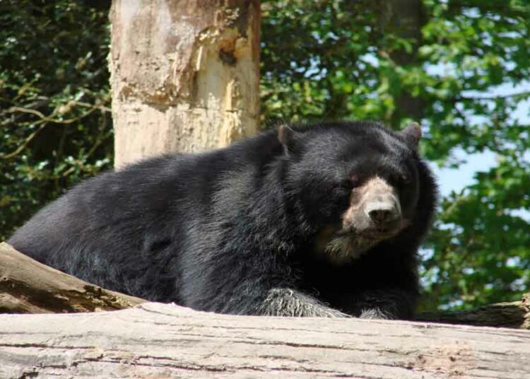 (VIDEO) Un oso interrumpe la pedida de mano de una pareja en un parque ecológico mexicano