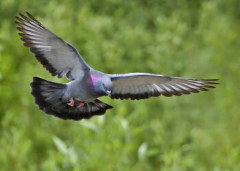 Científicos chinos logran controlar el cerebro de aves en vuelo mediante energía solar
