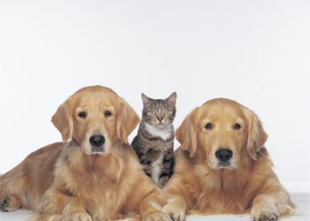 ¿Por qué los perros y gatos pierden pelo?