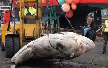 Hallaron un pez de casi 3.000 kilos: es el más grande conocido hasta el momento