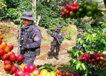 Autoridades brindan seguridad a cortadores de café