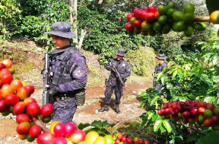 Autoridades brindan seguridad a cortadores de café