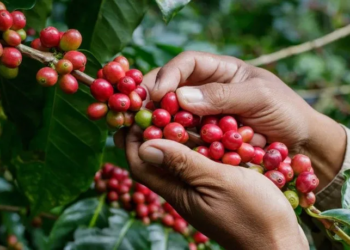 Exportaciones de café siguen creciendo mientras el Gobierno mantiene acciones de apoyo a los productores 