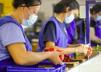 Agricultura garantiza la inocuidad en la producción de pimientos para su exportación a Estados Unidos