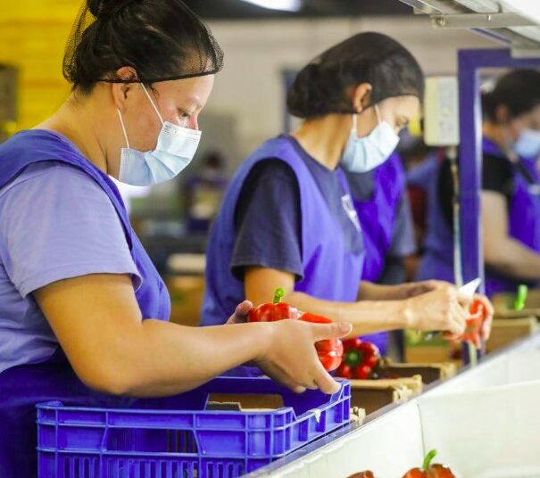 Agricultura garantiza la inocuidad en la producción de pimientos para su exportación a Estados Unidos