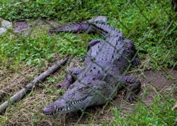 Tras 16 años en cautiverio autoridades del MARN rescataron a un cocodrilo hembra en Santa Tecla