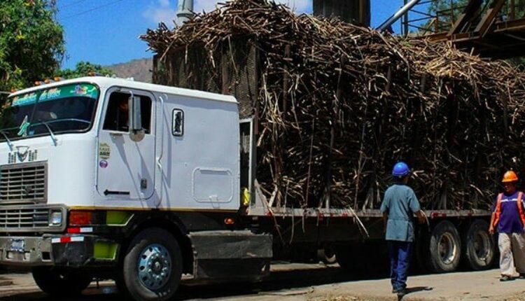 VMT ha otorgado 500 permisos para periodo de zafra 2022-2023