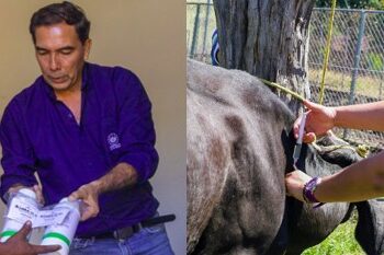 MAG mantiene entrega de insumos y campaña de vacunación en sector ganadero tras paso de Julia