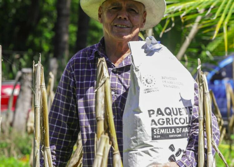 Agricultura apuesta por producir 260 mil quintales de maíz para el fin de año