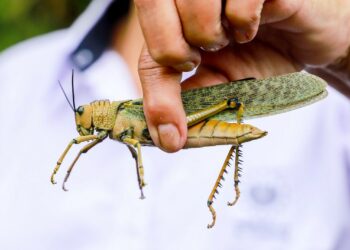 MAG atiende denuncias en Coatepeque ante aparición de langosta Tropidacris dux
