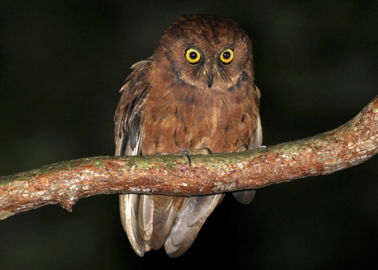 Descubren una especie de búho con un canto único que vive en un solo lugar de la Tierra