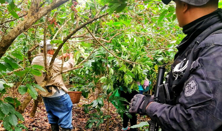 Gobierno refuerza la seguridad en los cafetales durante la temporada de corta