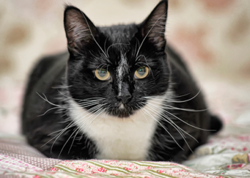 ¿Los gatos pueden ayudar a resolver crímenes?