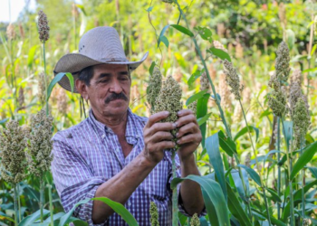 El MAG lleva insecticida a Jucuarán para proteger 150 manzanas de cultivos