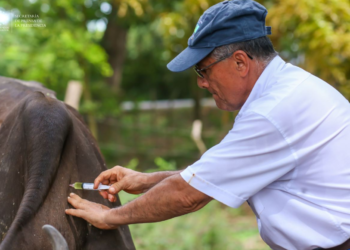 MAG inicia vacunación de bovinos para beneficiar a 10 mil pequeños ganaderos afectados por tormenta Julia
