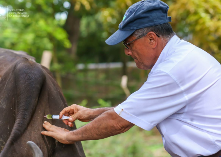 MAG inicia vacunación de bovinos para beneficiar a 10 mil pequeños ganaderos afectados por tormenta Julia