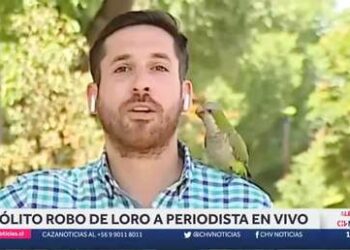 (VIDEO) Chile: Un reportero es ‘asaltado’ por un loro mientras transmitía en vivo