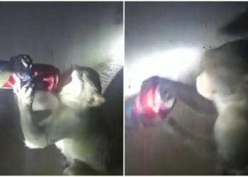 (VIDEO) Un mono ‘alcohólico’ se convierte en asaltante asiduo de licorerías en la India