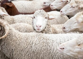 Explican el «gran misterio» de las ovejas que se mueven en círculos en China