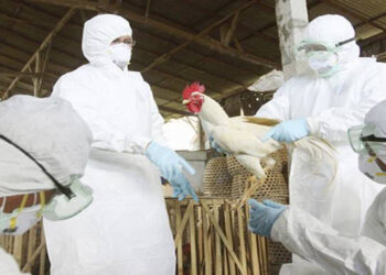 Japón sacrificará 40.000 pollos por brote de gripe aviar