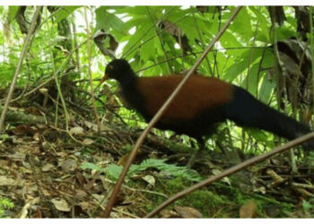 (VIDEO) Redescubren un rara ave que no había sido vista en 140 años