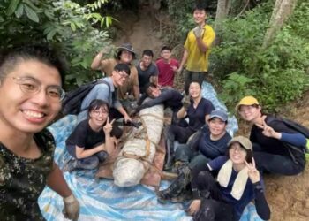 Hallan el fósil de ballena más completo en la historia de Taiwán