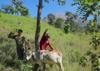 MAG ejecuta campaña de vitaminización y desparasitación de bovinos en San Miguel