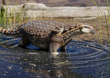 Identifican una nueva especie de dinosaurio ‘enano’ en Argentina