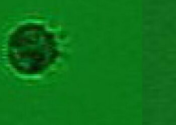 Descubren al primer microorganismo que se alimenta exclusivamente de virus