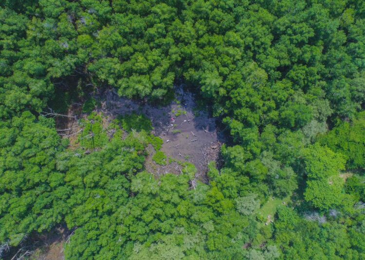 MARN plantó más de 1 millón de árboles este año