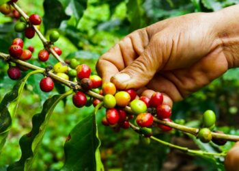 Programa de Renovación Cafetalera garantizará plantines sanos y de alta calidad en 2023