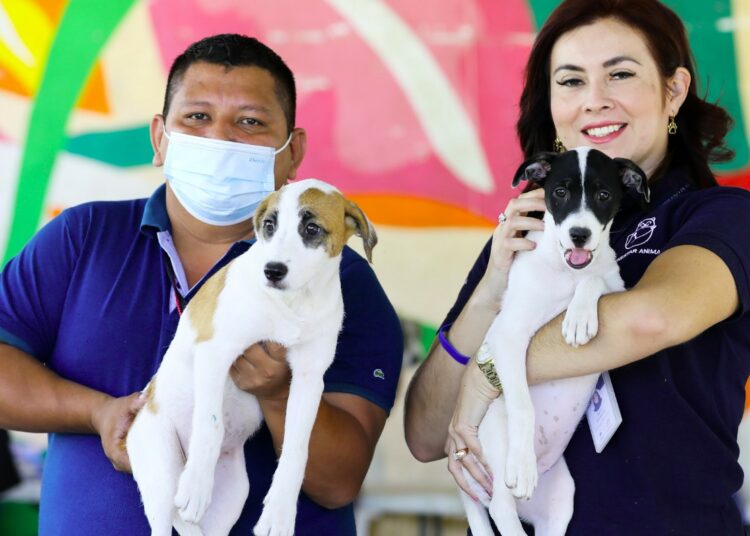 IBA ejecuta esfuerzos para sensibilizar a la población sobre la Ley de Protección Animal