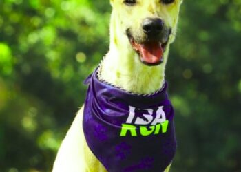 IBA llevará a cabo su primera carrera en beneficio de refugios y rescatistas este domingo