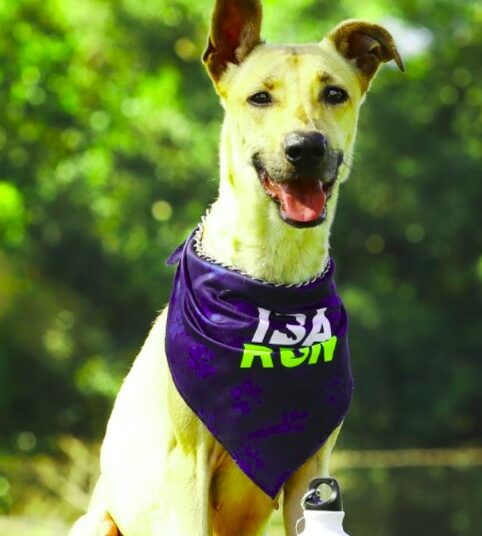 IBA llevará a cabo su primera carrera en beneficio de refugios y rescatistas este domingo