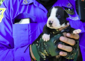 IBA y alcaldías trabajan articuladamente por garantizar el bienestar de las mascotas