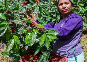 Impulso gubernamental para el sector cafetalero cumple con altos requisitos de calidad