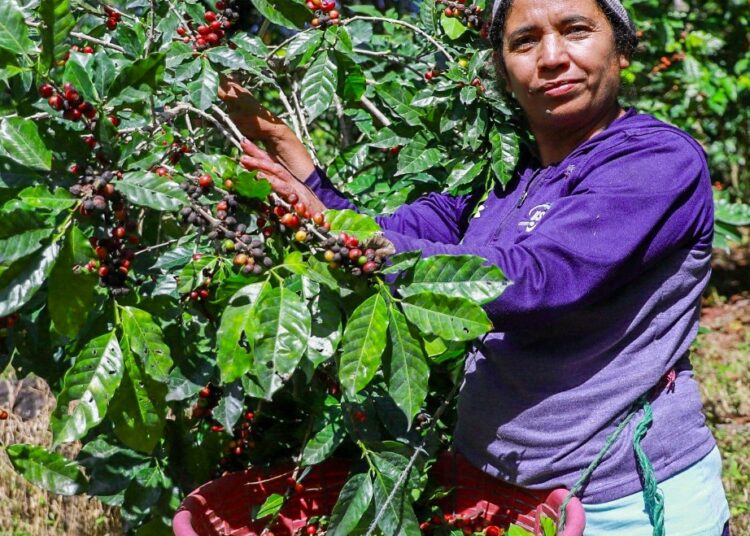Impulso gubernamental para el sector cafetalero cumple con altos requisitos de calidad