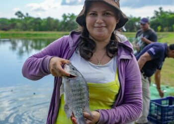 Rural Adelante financia proyecto de agricultores de zambo en asocio con tilapia y camarón mica