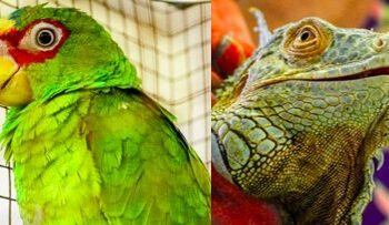 Autoridades decomisaron especies protegidas que estaban en cautiverio