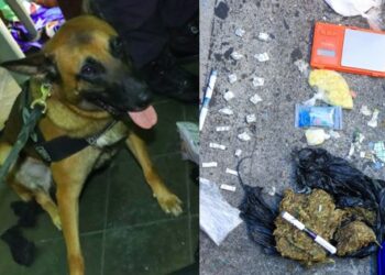 Agentes caninos Chevy y Renomix localizaron drogas en la comunidad Tutunichapa