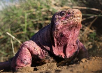 Hallan por primera vez crías de iguana rosada en peligro de extinción en una de las islas Galápagos