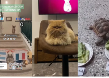 ¿Quién gana el Argentina vs Francia?: Mascotas hacen predicciones sobre la final del Mundial Qatar 2022