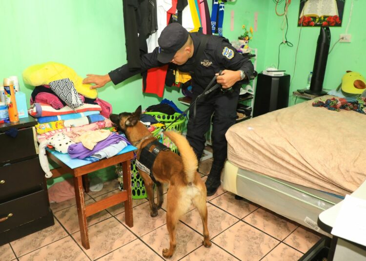 FOTOS | Caninos participan del esfuerzo de seguridad cerco Tutunichapa