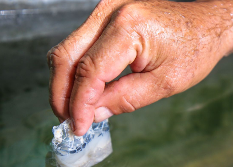 El Salvador sigue en Zona de Éxito con respecto a las enfermedades transmitidas por los zancudos