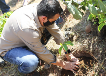 La meta del Gobierno de plantar un millón de árboles en Áreas Naturales Protegidas este año ya fue superada