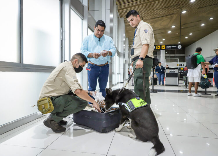 Binomios caninos del MAG verifican plagas en alimentos en Aeropuerto Internacional