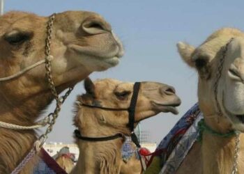 “Virus del camello”: podrían generarse brotes globales tras el Mundial en Qatar, advierten los científicos