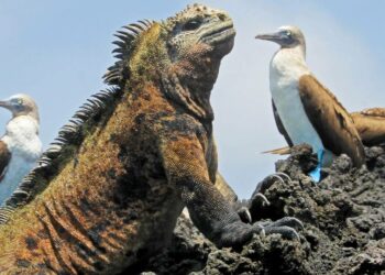 La Tierra perderá una cuarta parte de su biodiversidad para 2100, según una supercomputadora